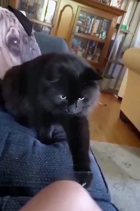 Funniest Cats and Dogs  _ Funny Animal Videos #30