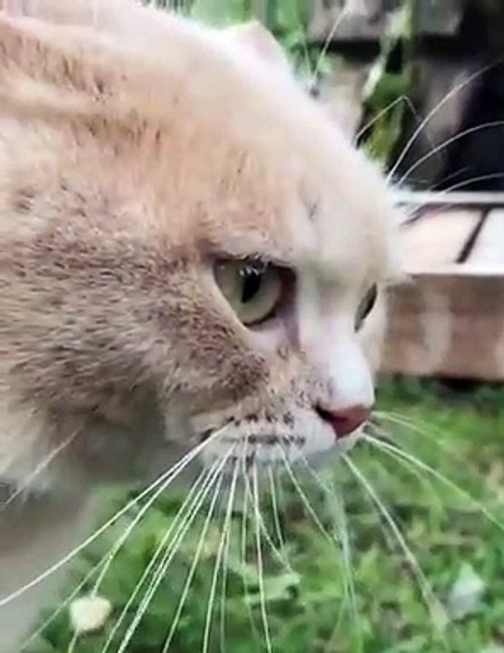 Funny animals - Funny cats _ dogs - Funny animal videos 213