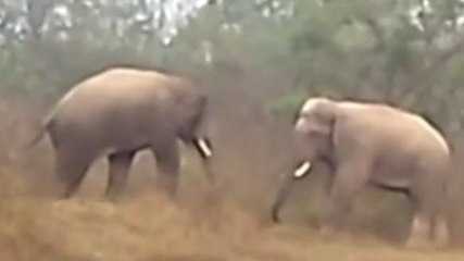 ঝাড়গ্রাম:সাত সকালেই দুই দাঁতাল হাতির মুখোমুখি সংঘর্ষ!দেখুন ভিডিও