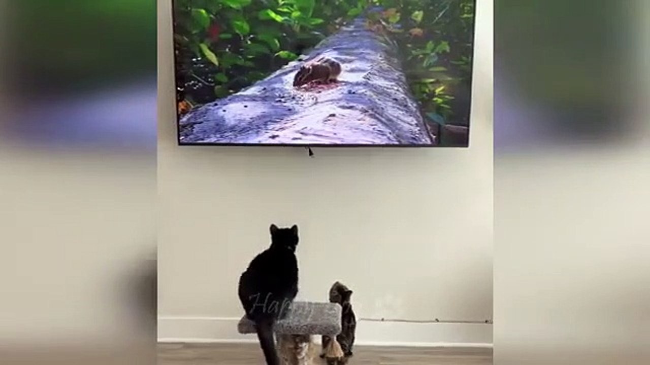 Funny animals - Funny cats _ dogs - Funny animal videos 275