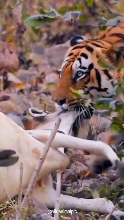 Tiger pulled a cow