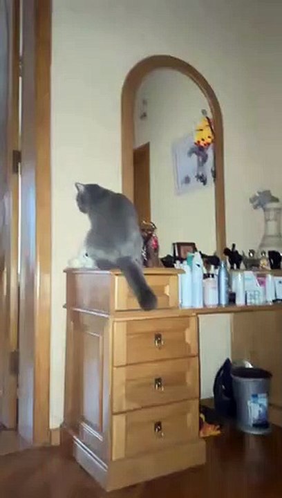 New Funny Videos 2023 Cutest Cats and Dogs