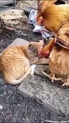 Where did the idiotic laughter go- The cat in the chicken coop is something#jokes #funny#Syl_Vester