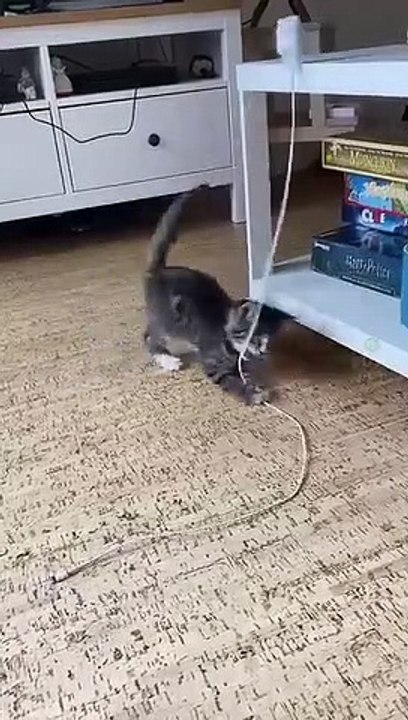 New Funny Videos 2023 Cutest Cats and Dogs