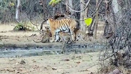 Tigress seen with four cubs