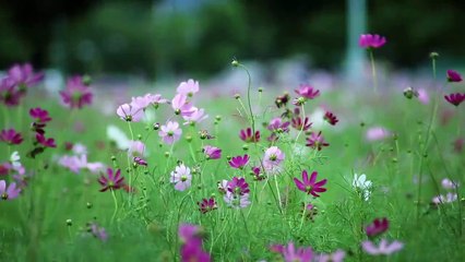 Natural Gardens Flower's Background flower's video,