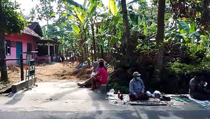 Chicken farming in rural area of indonesia, free range chicken farming
