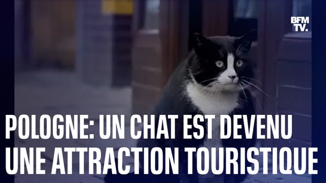 Un chat est devenu une attraction touristique en Pologne
