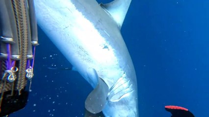 Diver Has a Close Encounter With a Big Mako Shark
