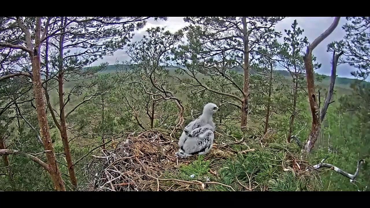 Golden Eagle's Nest