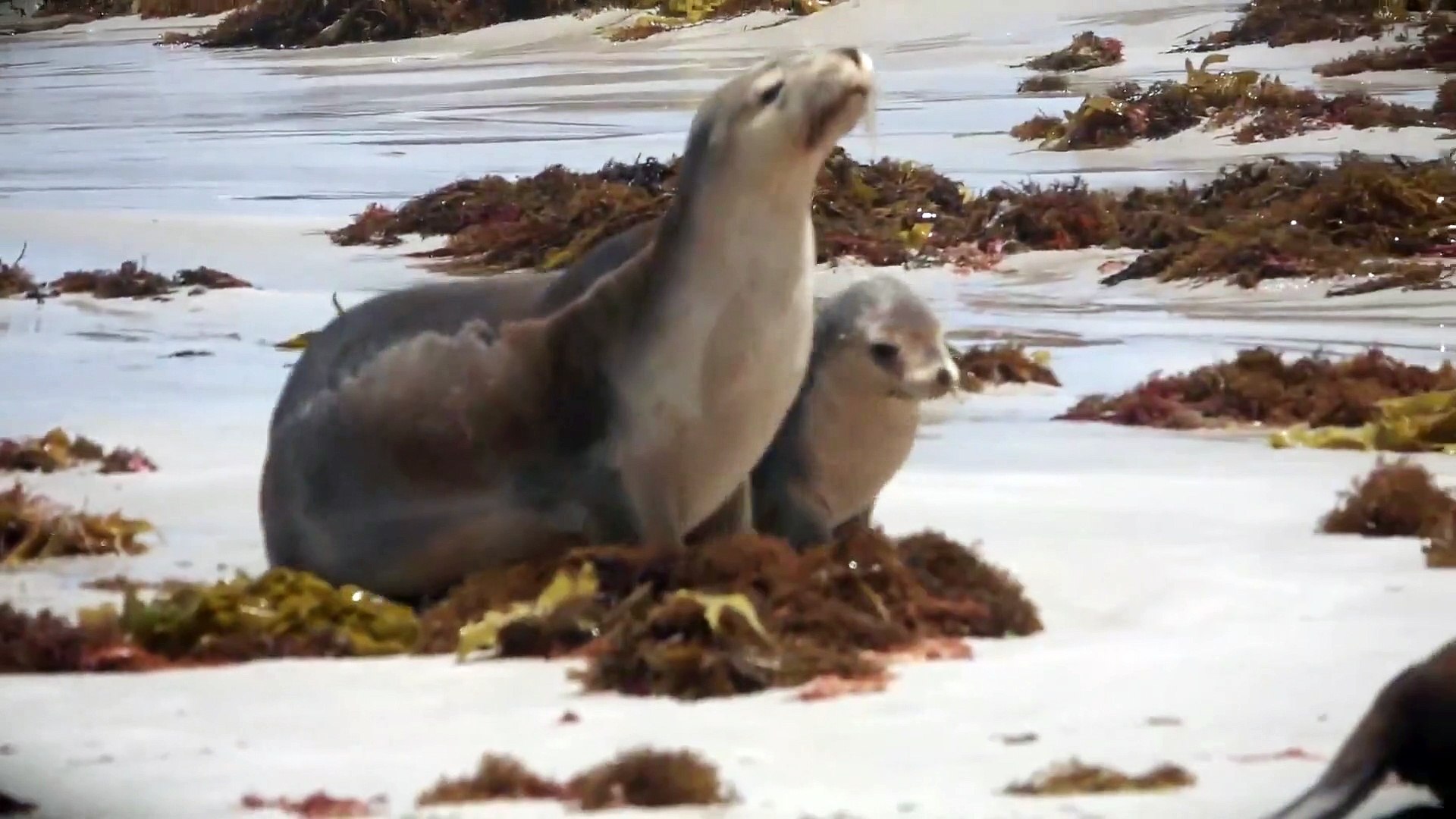 ⁣Lazy Seals