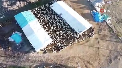 Elazığ'da koyun ve kuzuların renkli buluşması