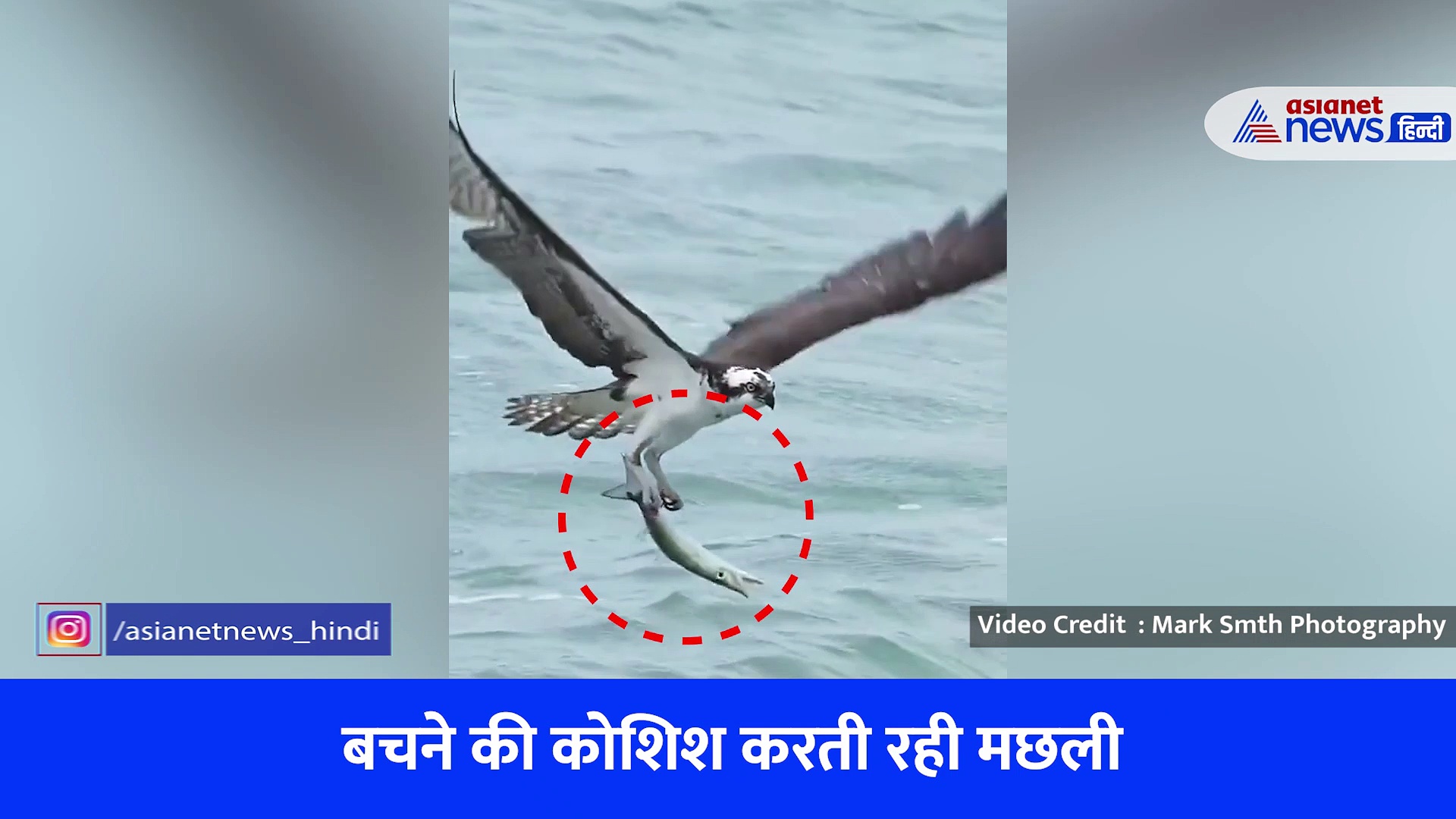 विशालकाय चील ने ऐसे किया मछली का शिकार कि बस देखते रह जाएंगे, लोगों ने कहा- क्या चील में इतनी ताकत होती है?