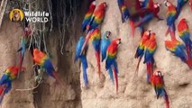 Predators & Birds - Lioness vs ostrich  Amazing moments of Animals capturing Birds Midair