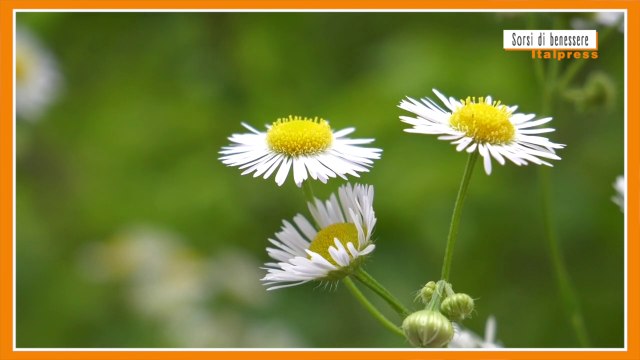 Sorsi di benessere - Una tisana per il benessere dell'intestino