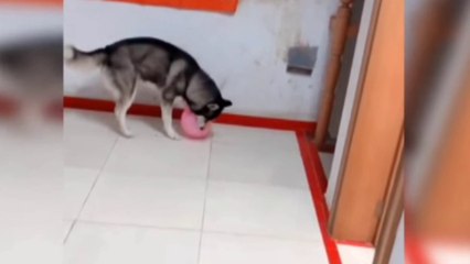 Baby Dogs - Cute And Funny Dog  Funny Animal Chhotu Awasthi