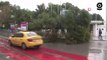 İzmir'de 15 metrelik dev ağaç devrildi, kaldırımda kimsenin olmaması faciayı önledi