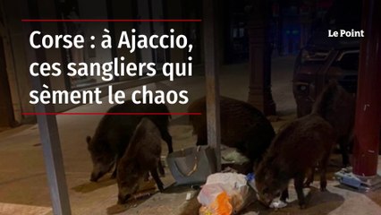 Corse : à Ajaccio, ces sangliers qui sèment le chaos