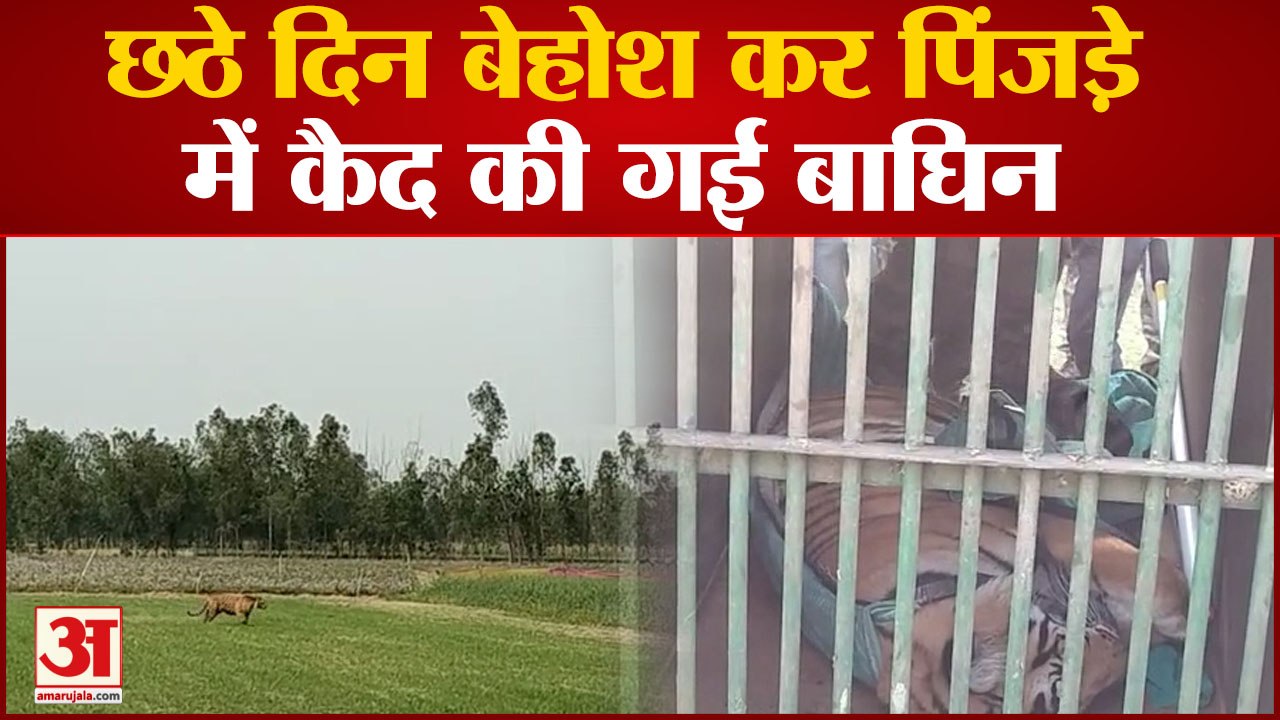 Pilibhit News: छठे दिन बेहोश कर पिंजरे में कैद की गई बाघिन, टीम ने ट्रेंकुलाइज कर बाघिन को पकड़ा