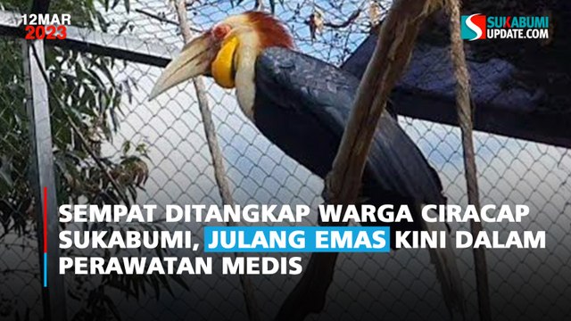 Sempat Ditangkap Warga Ciracap Sukabumi, Julang Emas Kini Dalam Perawatan Medis