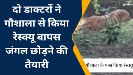 पीलीभीत: गौशाला के पास पकड़ी गई पीटीआर से निकली बाघिन, दो डाक्टरों की टीम ने किया रेस्क्यू