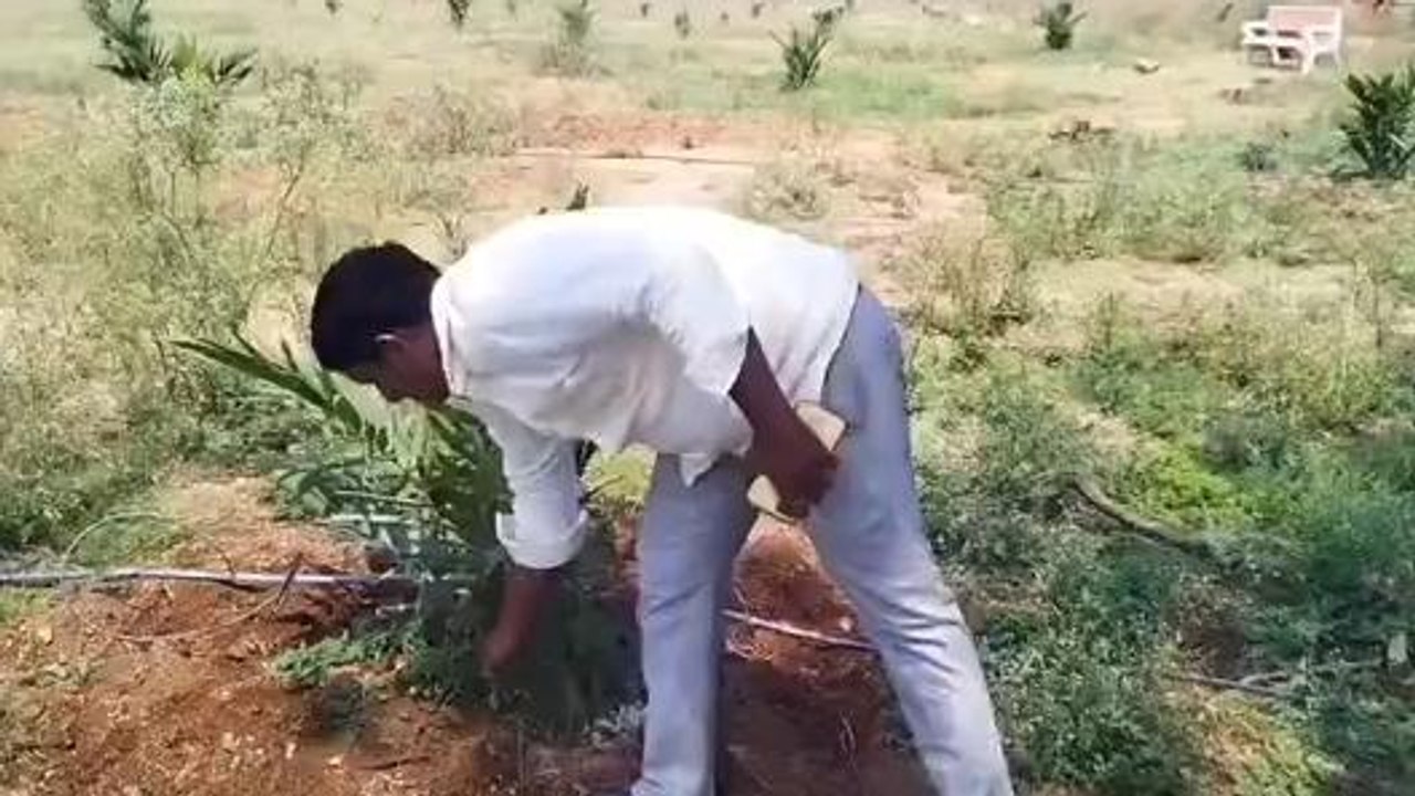 సిద్ధిపేట: మంత్రి ఆదేశాలు.. 5 ఎకరాల్లో ఆయిల్ పామ్ సాగు