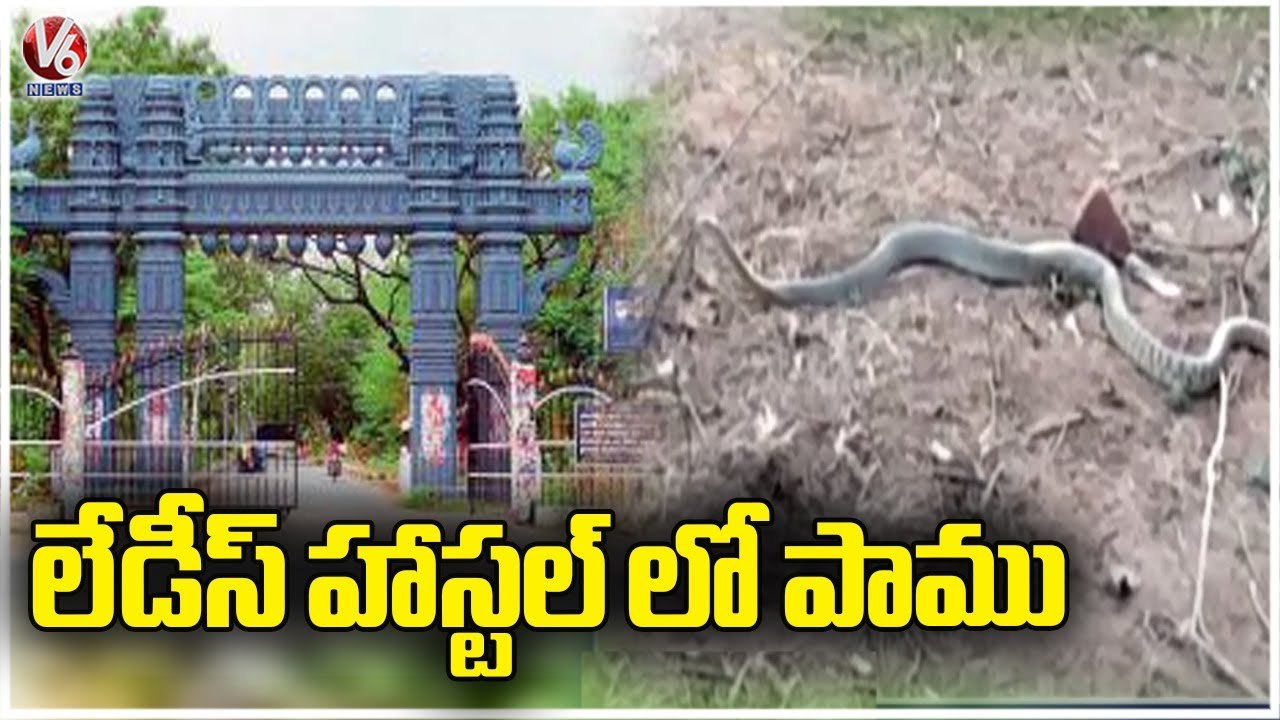 Students Fear Over Snake Appeared Near Hostel In Kakatiya University _ Warangal _ V6 News