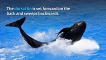 Pilot Whale Description, Characteristics and Facts | Everything You Need to Know