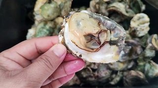 FRESH OYSTERS | BAKED OYTERS | STEAMED OYSTERS | TALABA | SPICY VINEGAR SAUCE | SEA FOODS | SHELLS