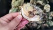 FRESH OYSTERS | BAKED OYTERS | STEAMED OYSTERS | TALABA | SPICY VINEGAR SAUCE | SEA FOODS | SHELLS