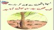 Best Urdu poetry |Islamic Urdu Quotes |Urdu Islamic quotes |Urdu poetry