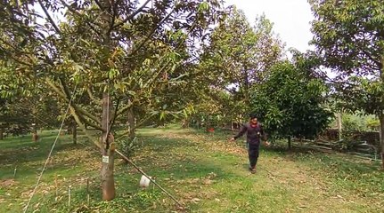 ชาวสวนทุเรียน โคราช เร่งขึงสลิงต้นทุเรียน รับมือ 'พายุฤดูร้อน'