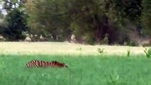 Video -हर गांव में नजर आ रहा बाघ, सियार को भी टाइगर समझ रहे लोग