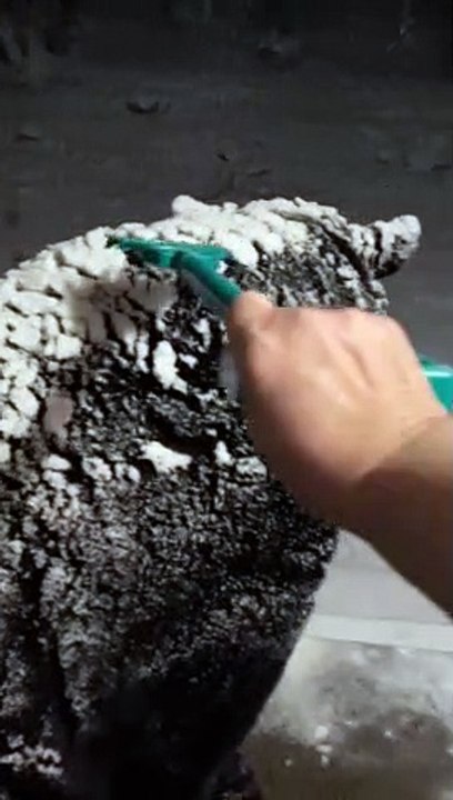 Raking Snow Off a Big Bear