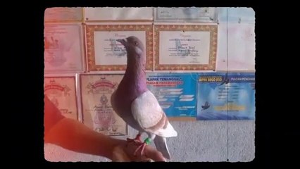 Jitu ! Cara Melatih Merpati Kolongan Agar Cepat Siap Lomba
