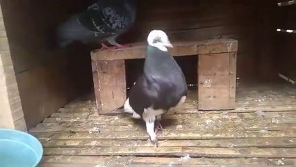 Kilat ! Cara menjodohkan Merpati Piyik