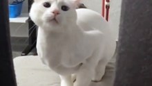 Kitty deserve an Oscar!