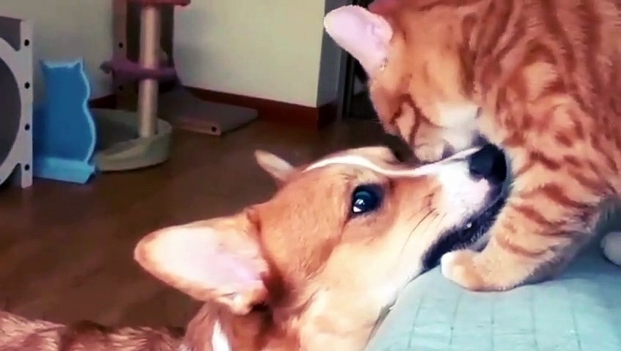 Funniest Animal  2023 Part -2