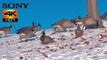 4K HDR Proxy+M  Video - Winter Playful Geese & Ducks Frolicking iIn The Sun - Daily Nature Videos - Proxy+M version