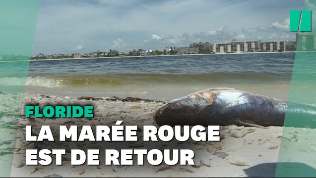 En Floride, la marée rouge s’étend et tue des milliers de poissons