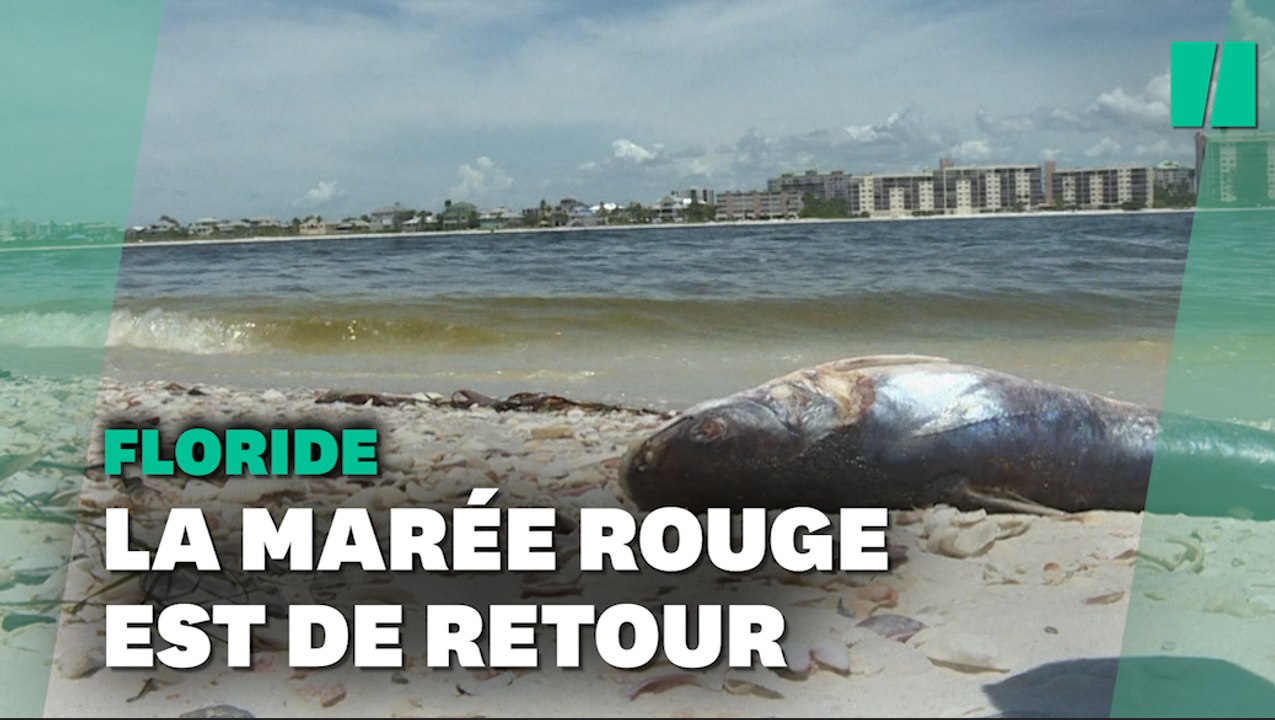 En Floride, la "marée rouge" s’étend et tue des milliers de poissons