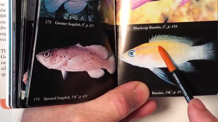 Watercolor Course Lesson 6B