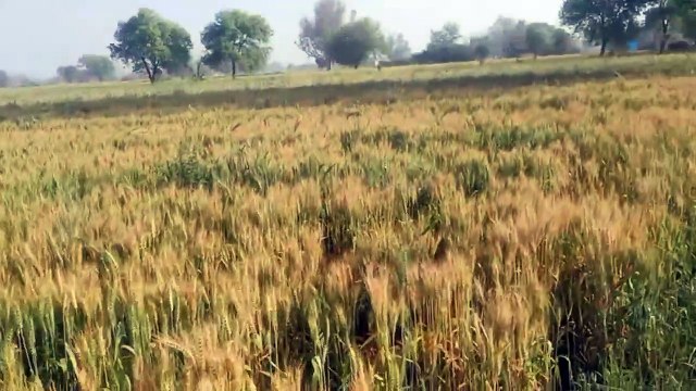 तापमान व तेज हवा से गेहूं की फसल 18 दिन पहले पकी, जौ कटने लगा , देखें वीडियो