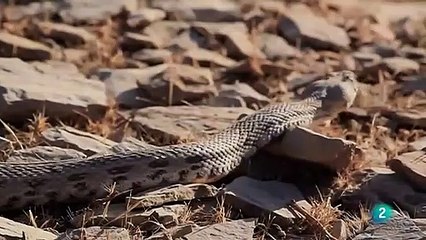 Documental: Alamto, el paraíso de los reptiles