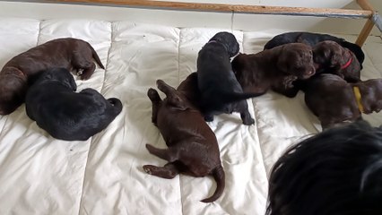 Chien d'eau portugais nés en février 2023