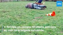Reportage à la brigade cynophile de Rennes : 