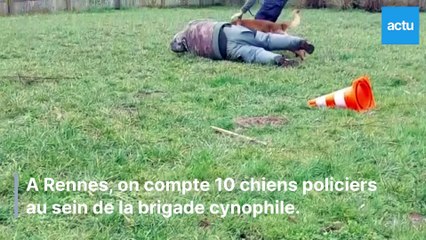 Reportage à la brigade cynophile de Rennes : "Les chiens sont plus dissuasifs que les policiers"