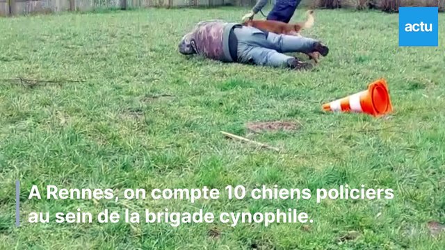 Reportage à la brigade cynophile de Rennes : Les chiens sont plus dissuasifs que les policiers