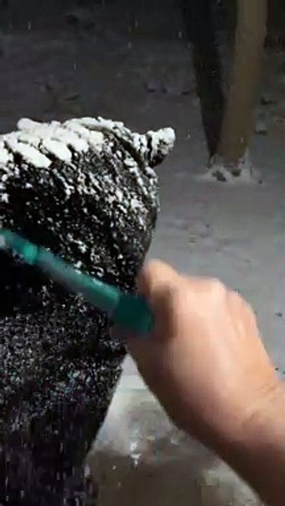 Raking Snow Off a Big Bear