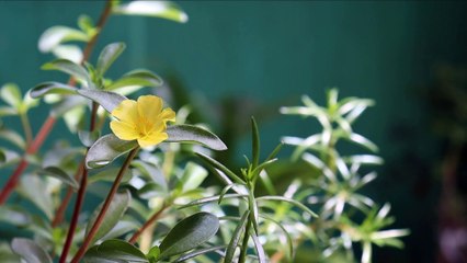 NO APTO PARA RELIGIOSOS | jehova es satanas | VEA SUS CARACTERISTICAS  Escuchelo